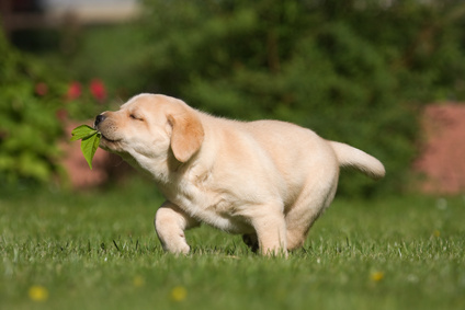 Labrador Welpe